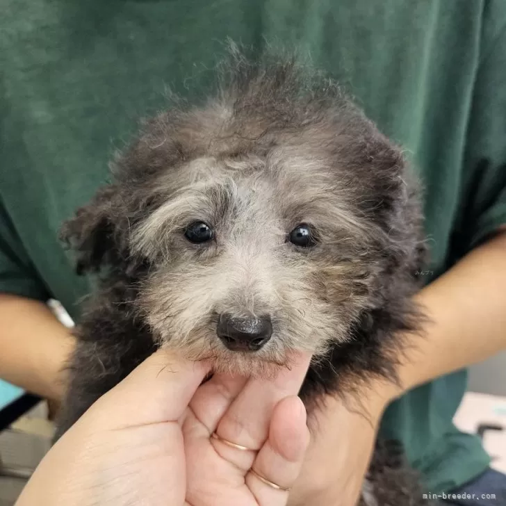 ID：2408-01361の子犬
