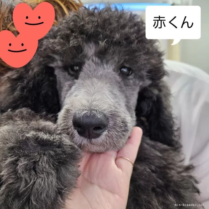 ID:2407-05160の子犬