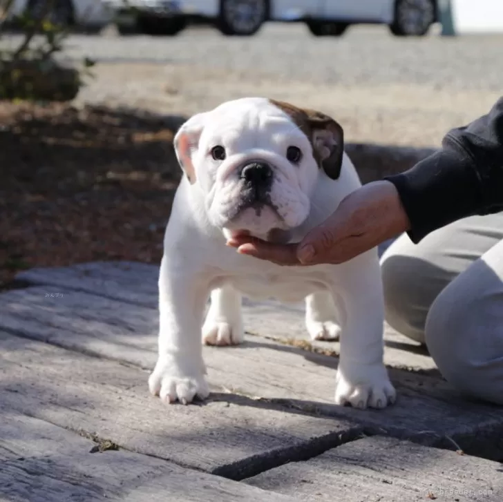 MS 様のお迎えした子犬