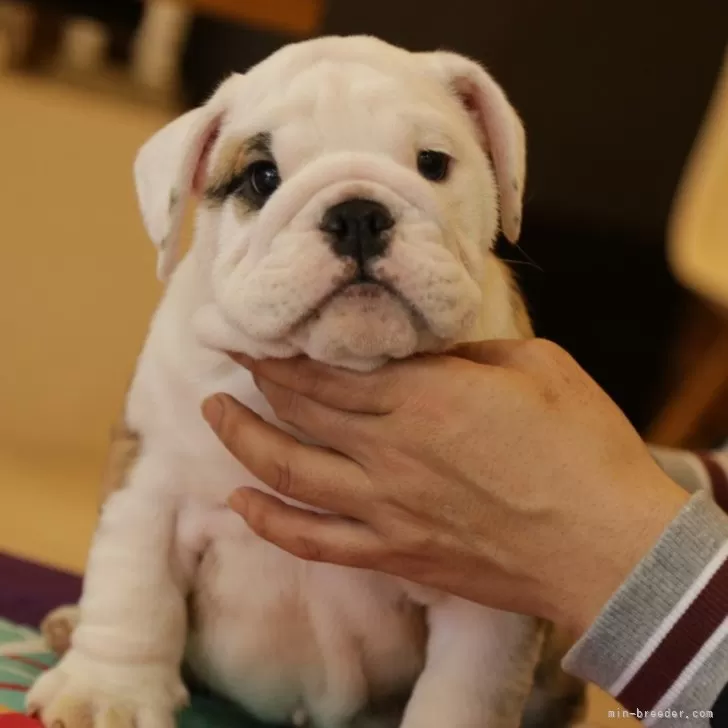 ID:2401-01319の子犬