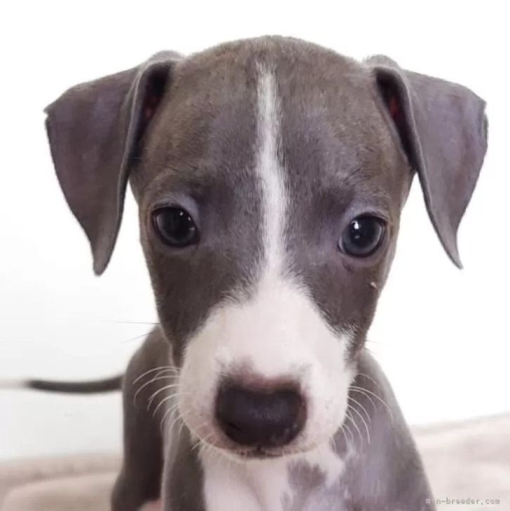 ID：2506-02207の子犬