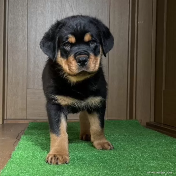 ID：2501-01649の子犬