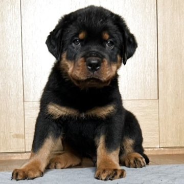 ロットワイラー【大阪府・男の子・2025年5月5日・ブラックタン】の写真「骨量抜群のロットワイラー」