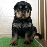 ロットワイラー