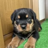 ロットワイラー【大阪府・男の子・2024年11月22日・ブラックタン】の写真1