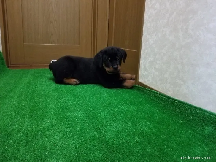 ID：1912-02343の子犬