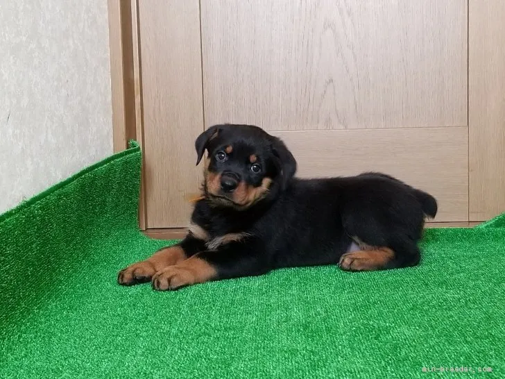 ID：1912-02336の子犬