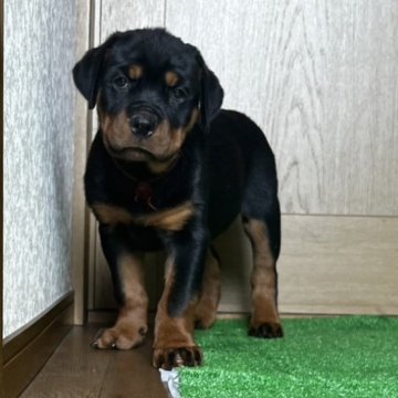 ロットワイラー【大阪府・女の子・2024年6月15日・ブラックタン】の写真「骨量抜群のロットワイラー」