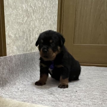 ロットワイラー【大阪府・男の子・2023年12月27日・ブラックタン】の写真「骨量抜群のロットワイラー」