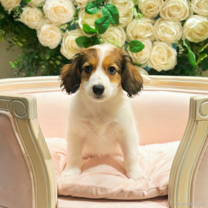 名古屋帯 コーイケルホンディエ 夏 単衣 犬 お仕立て込み おためし新商品ナビ » Blog Archive » あの有名選手の家族になっ
