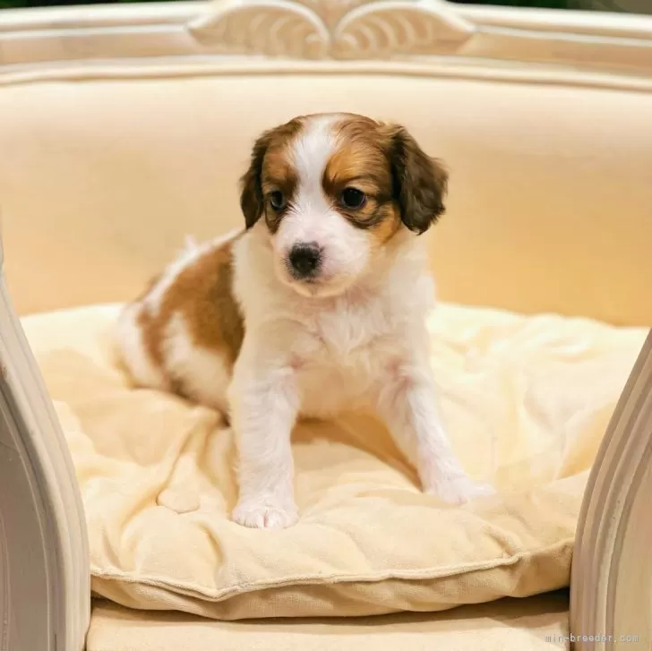 ID:2411-02625の子犬