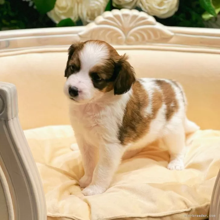 ID：2411-00934の子犬