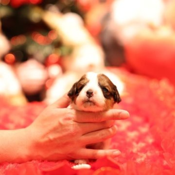 コーイケルホンディエ【長野県・女の子・2025年11月14日・レッドホワイト】の写真「欧州チャンピオン家系☆軽井沢産まれのお姫様♡」