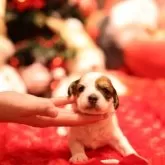 コーイケルホンディエ