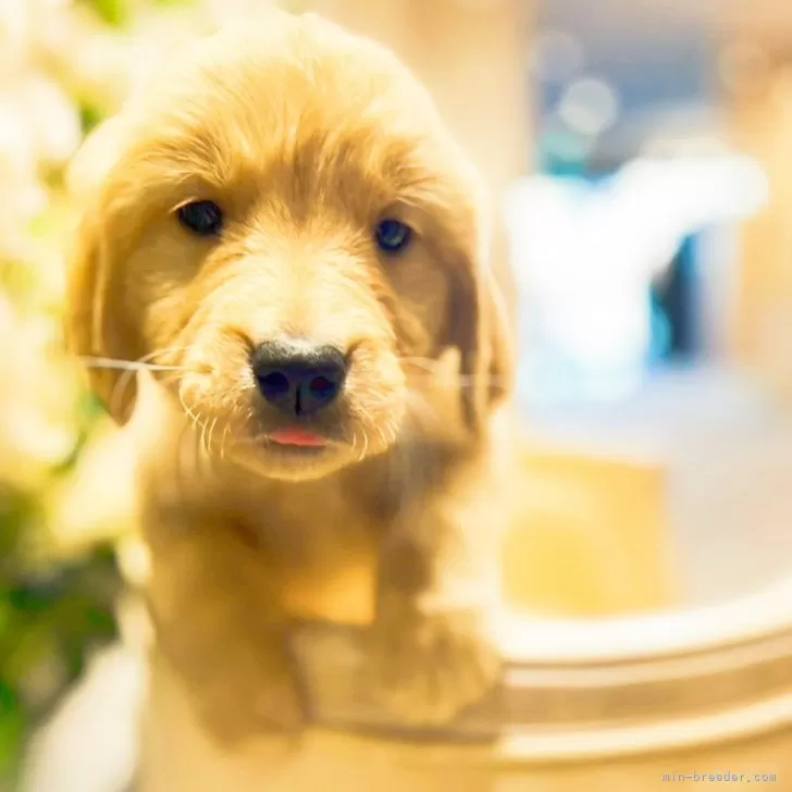 ID:2401-06789の子犬
