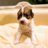 コーイケルホンディエ