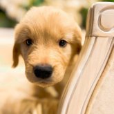 ゴールデンレトリバー