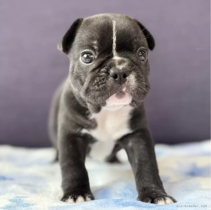 マコモのママ 様のお迎えした子犬