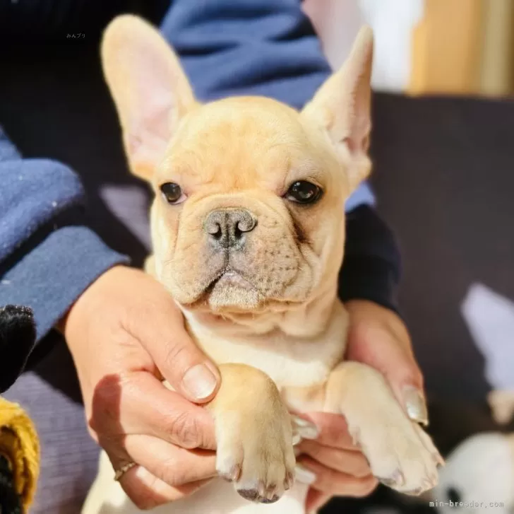 ID：2411-03151の子犬