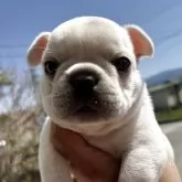 フレンチブルドッグ
