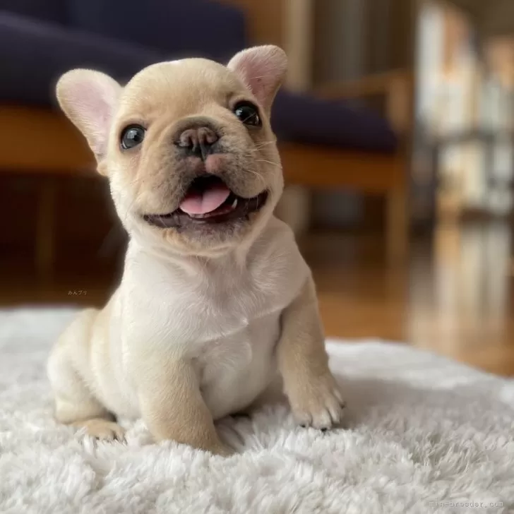 ID:2410-03472の子犬