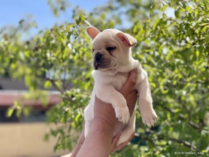 A.T 様のお迎えした子犬