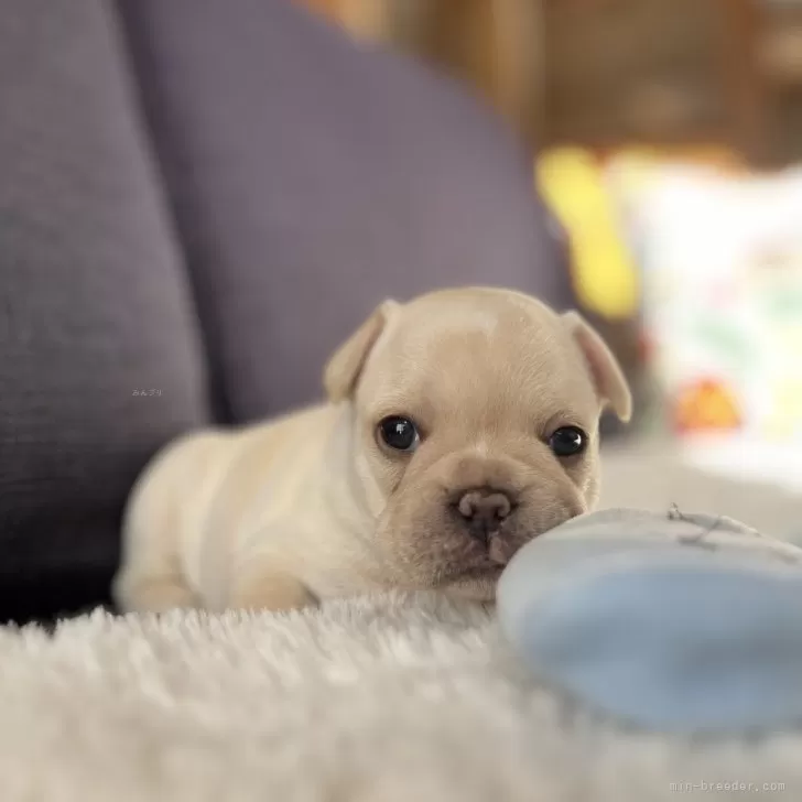 ID:2409-06512の子犬
