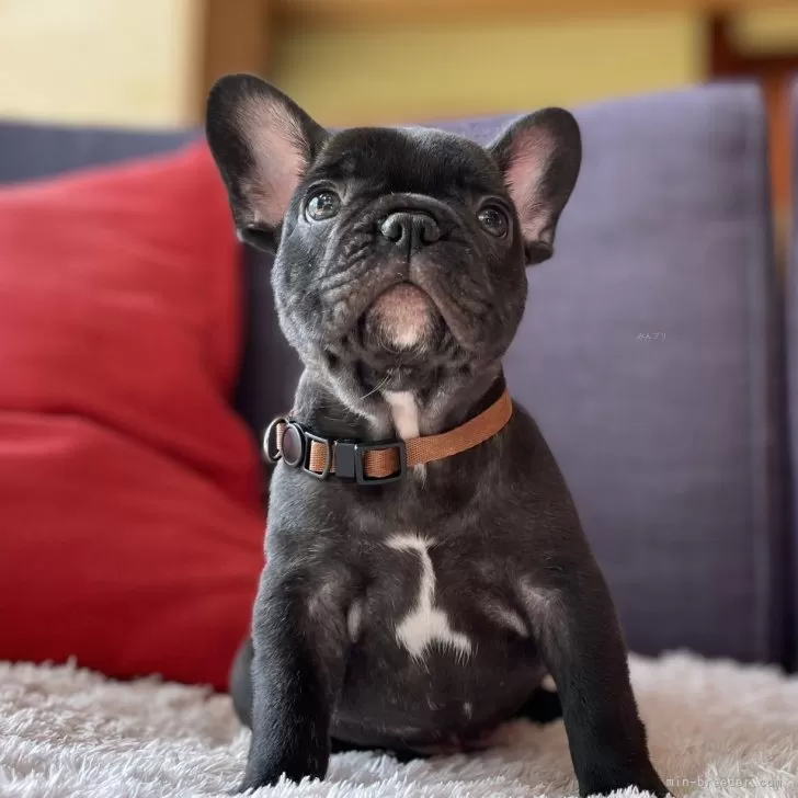 ID：2409-06297の子犬