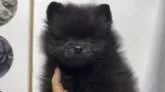 ポメラニアン【広島県・男の子・2025年1月1日・ブラック】の写真11