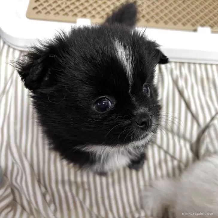 おはぎまん 様のお迎えした子犬