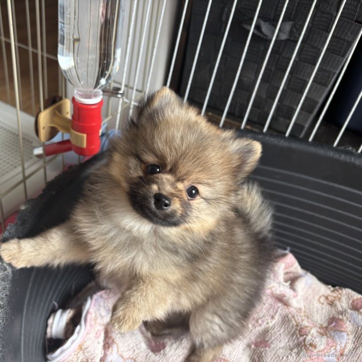 ブリーダー画像