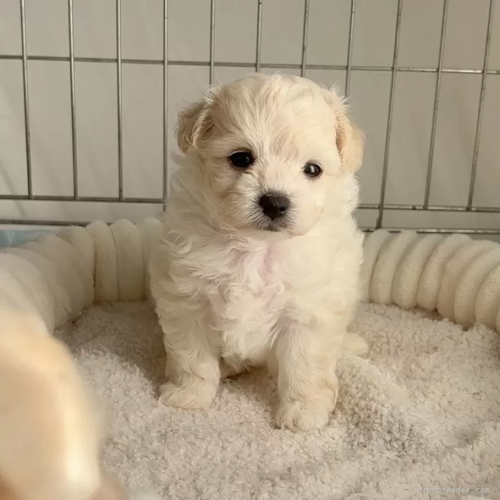 チワプー(トイプードル×チワワ)【広島県・女の子・2025年11月5日・クリーム】の写真1
