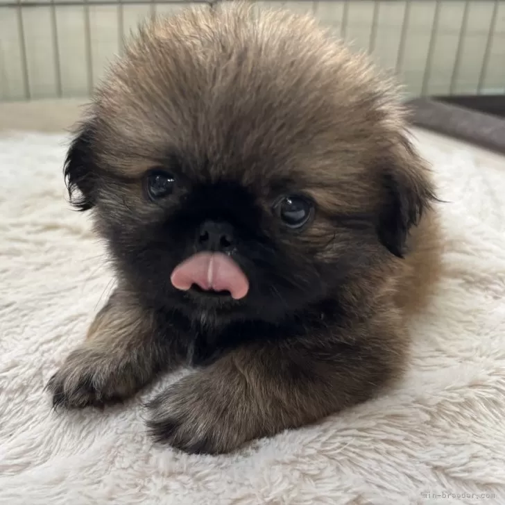 ID：2509-02223の子犬