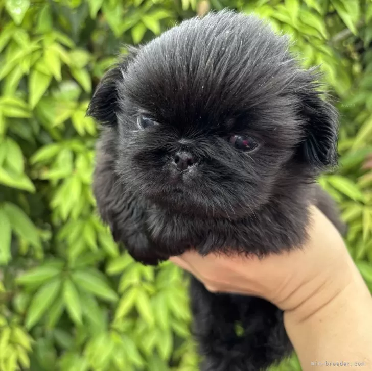 ID：2509-02225の子犬