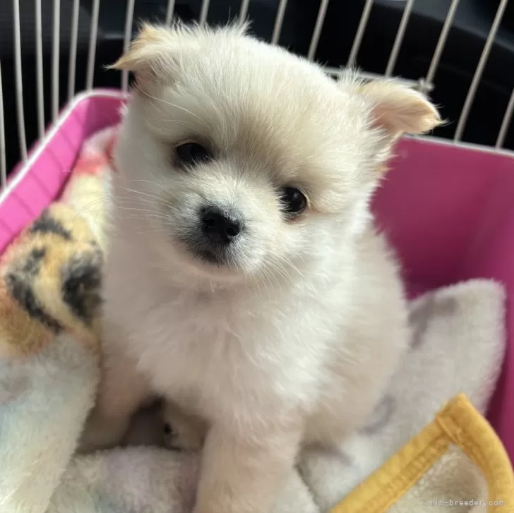 ID：2501-07027の子犬