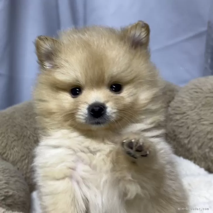 ちゃた 様のお迎えした子犬