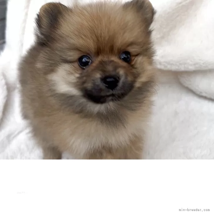 ID：2511-00463の子犬