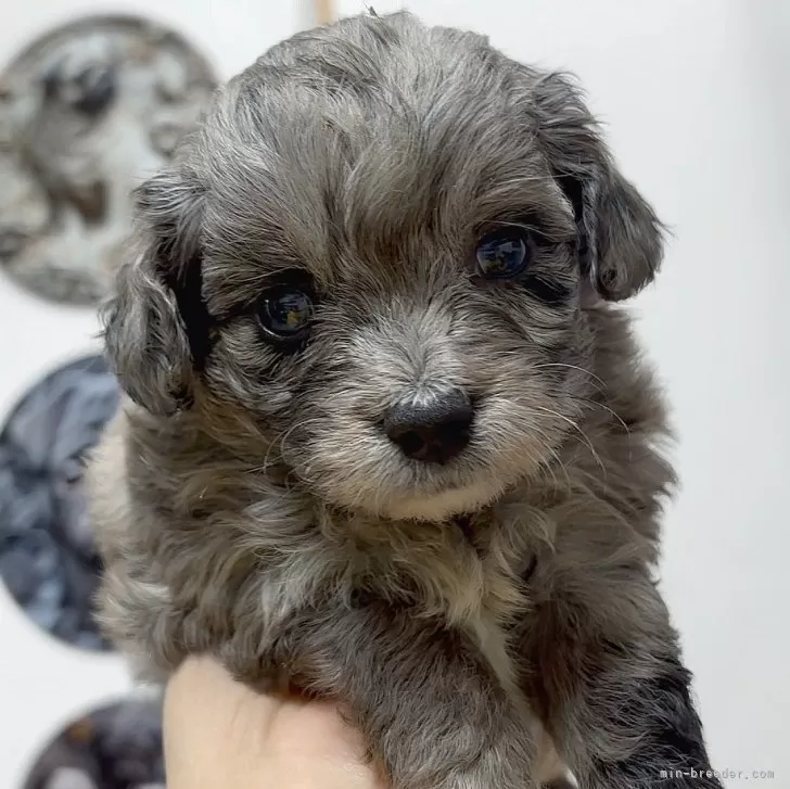 ID:2502-04641の子犬