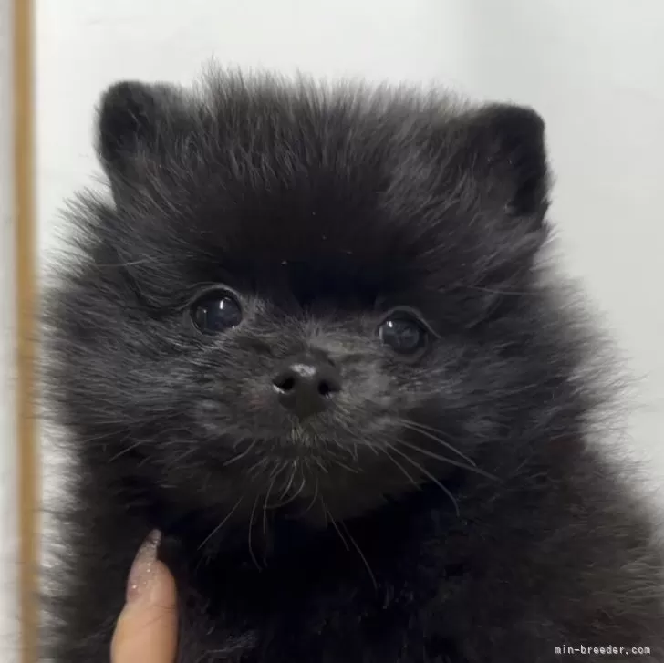 ID:2502-02558の子犬
