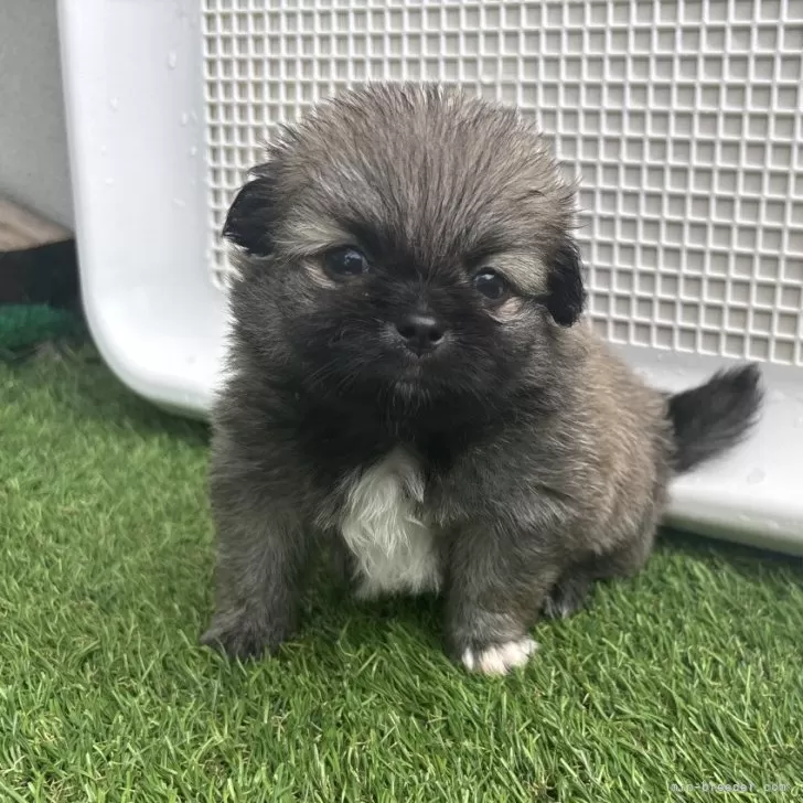 S.U 様のお迎えした子犬