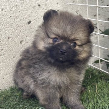 ポメラニアン【広島県・女の子・2025年9月2日・オレンジセーブル】の写真「モフモフちゃん♡」