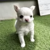 チワワ(ロング)