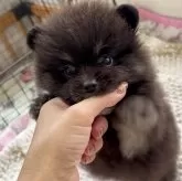 ポメラニアン