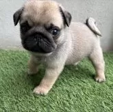 パグ