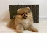 ポメラニアン