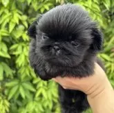 ペキニーズ