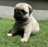 パグ