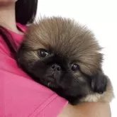 ペキニーズ
