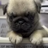 パグ
