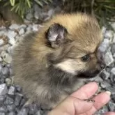 ポメラニアン【広島県・女の子・2025年9月25日・オレンジ】の写真2